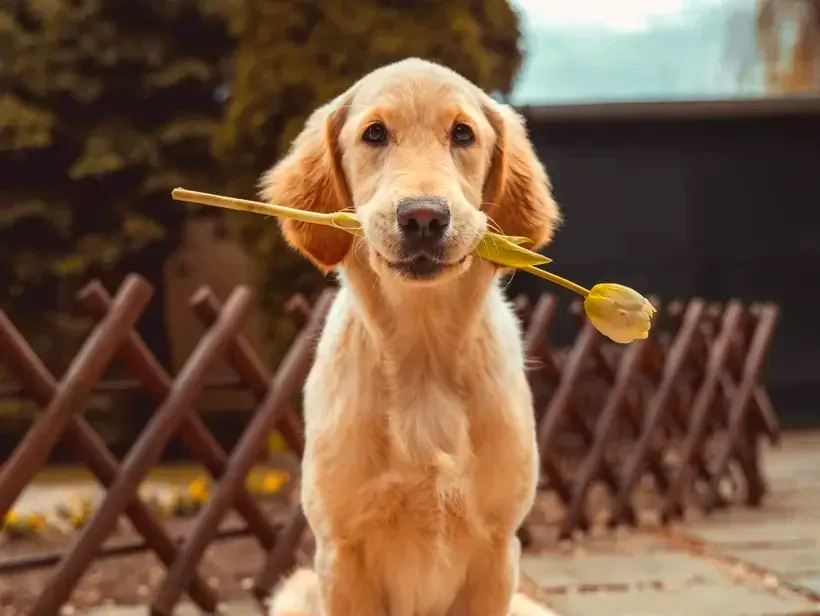 Golden look